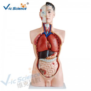 Anatomía Médica Cuerpo Humano Modelo 85CM Torso Masculino Modelo 19 Partes