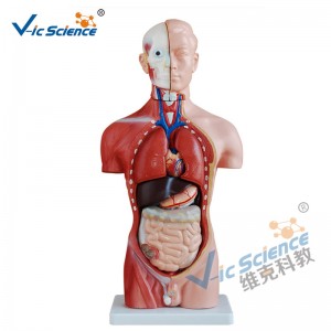 Modelo de torso masculino de 42 cm Modelo de enseñanza médica de 13 piezas