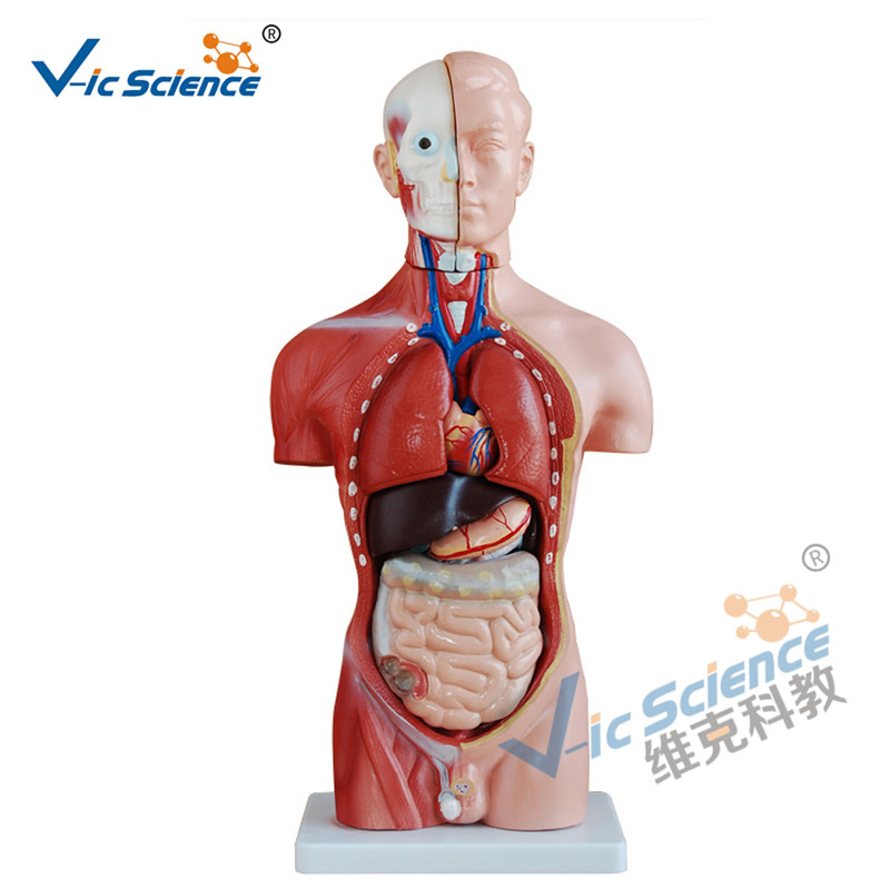 Modelo de torso masculino de 42 cm Modelo de enseñanza médica de 13 piezas
