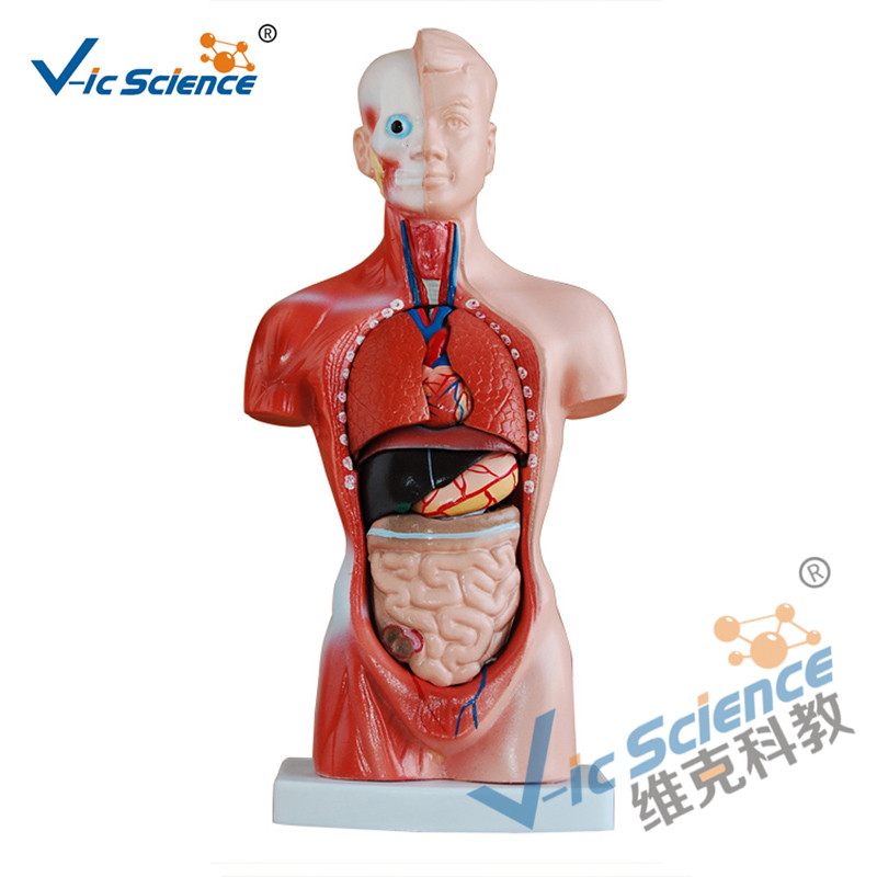 Modelo de torso de 26 cm Modelo de cuerpo de anatomía de 15 piezas