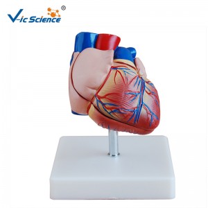 Modelo de plástico Nuevo estilo Modelo de corazón de tamaño natural Modelo de anatomía para la enseñanza midical